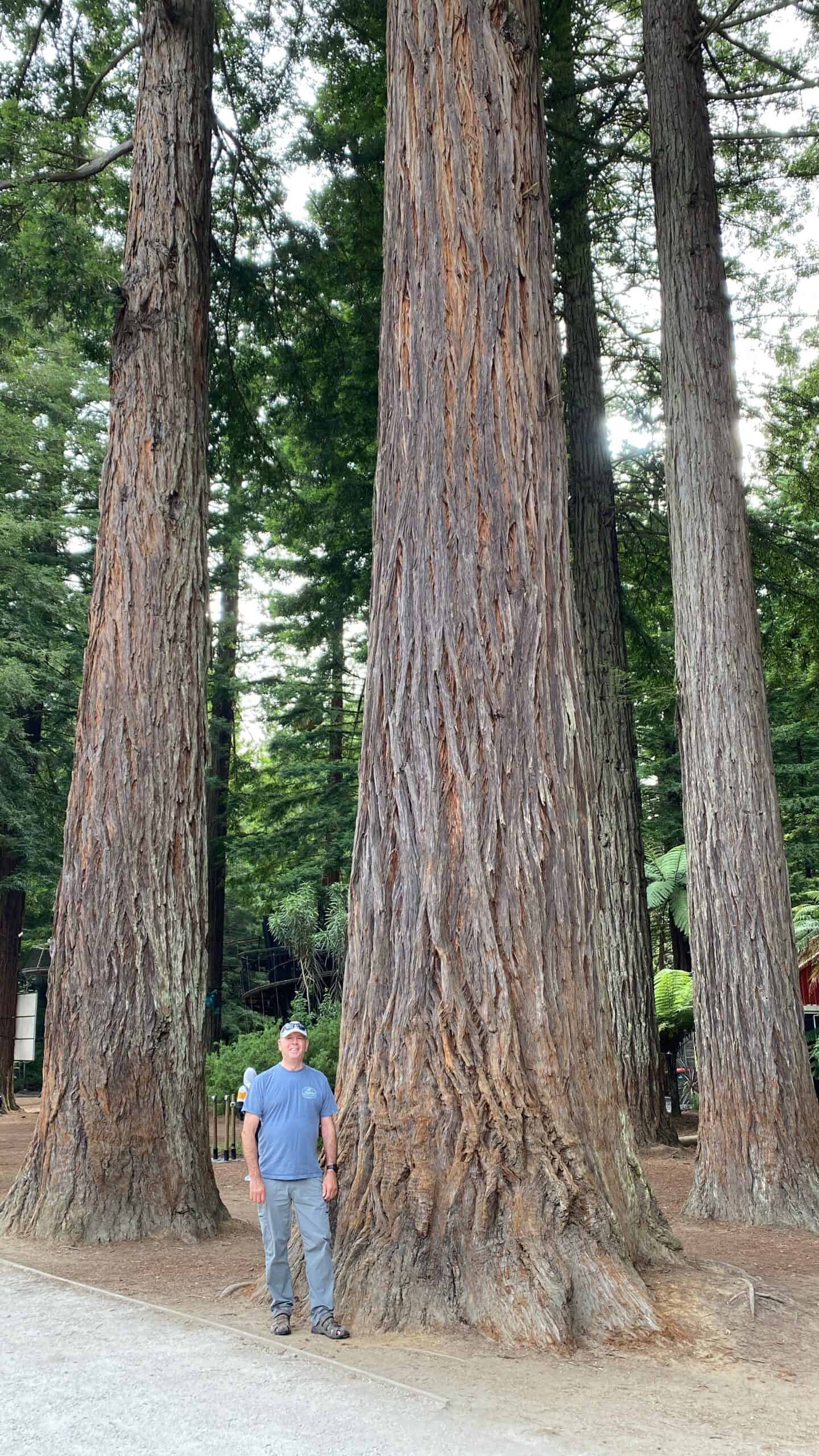 Giant redwood trees in Rotorua