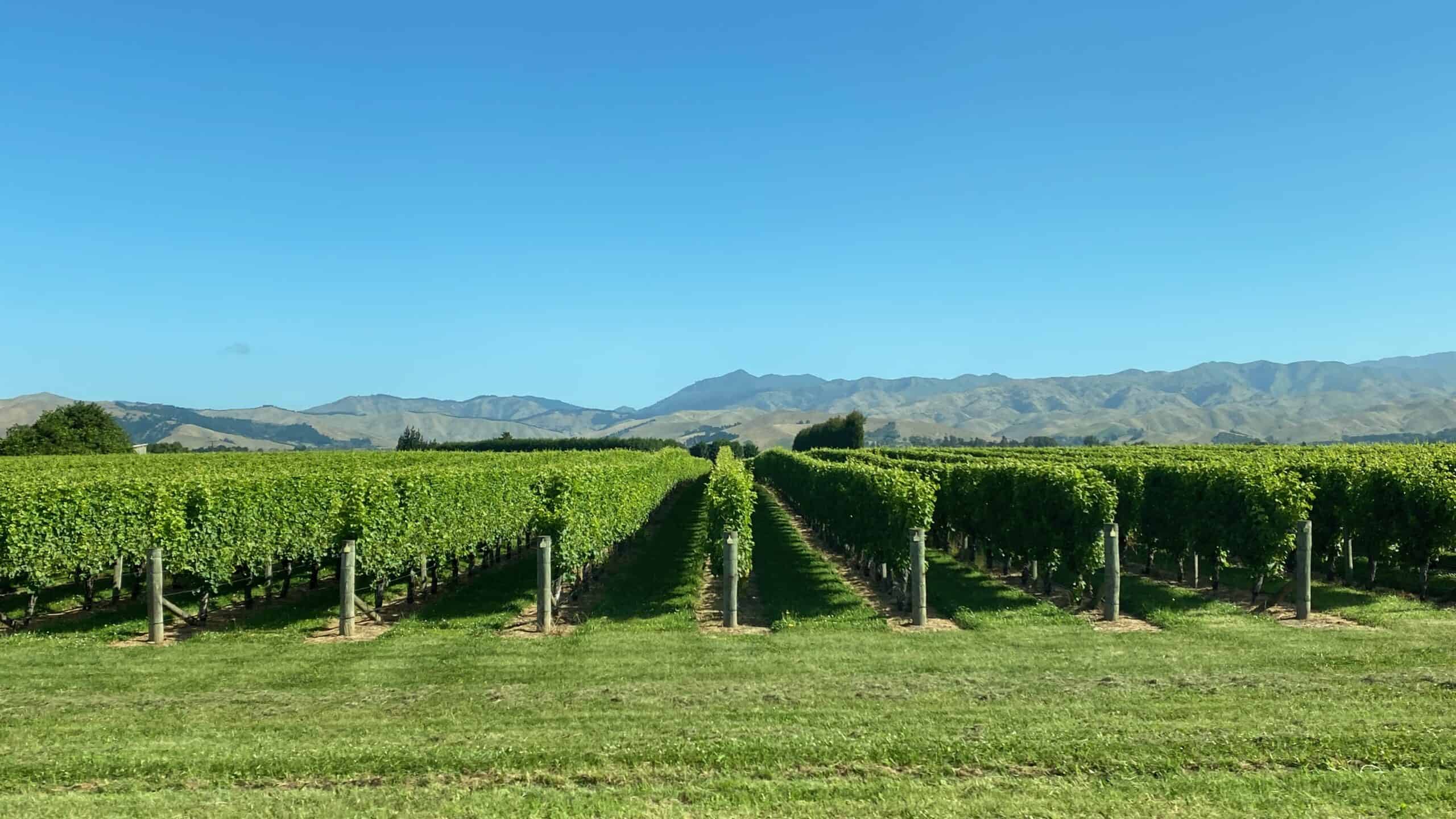 The Sauvignon Blanc grapes are the most popular wine in New Zealand
