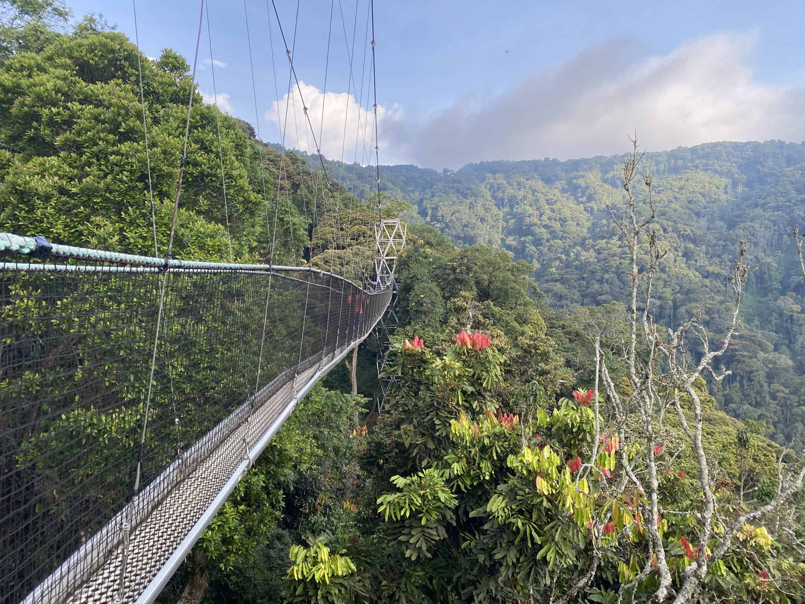 The view across the Nyungwe canopy walk