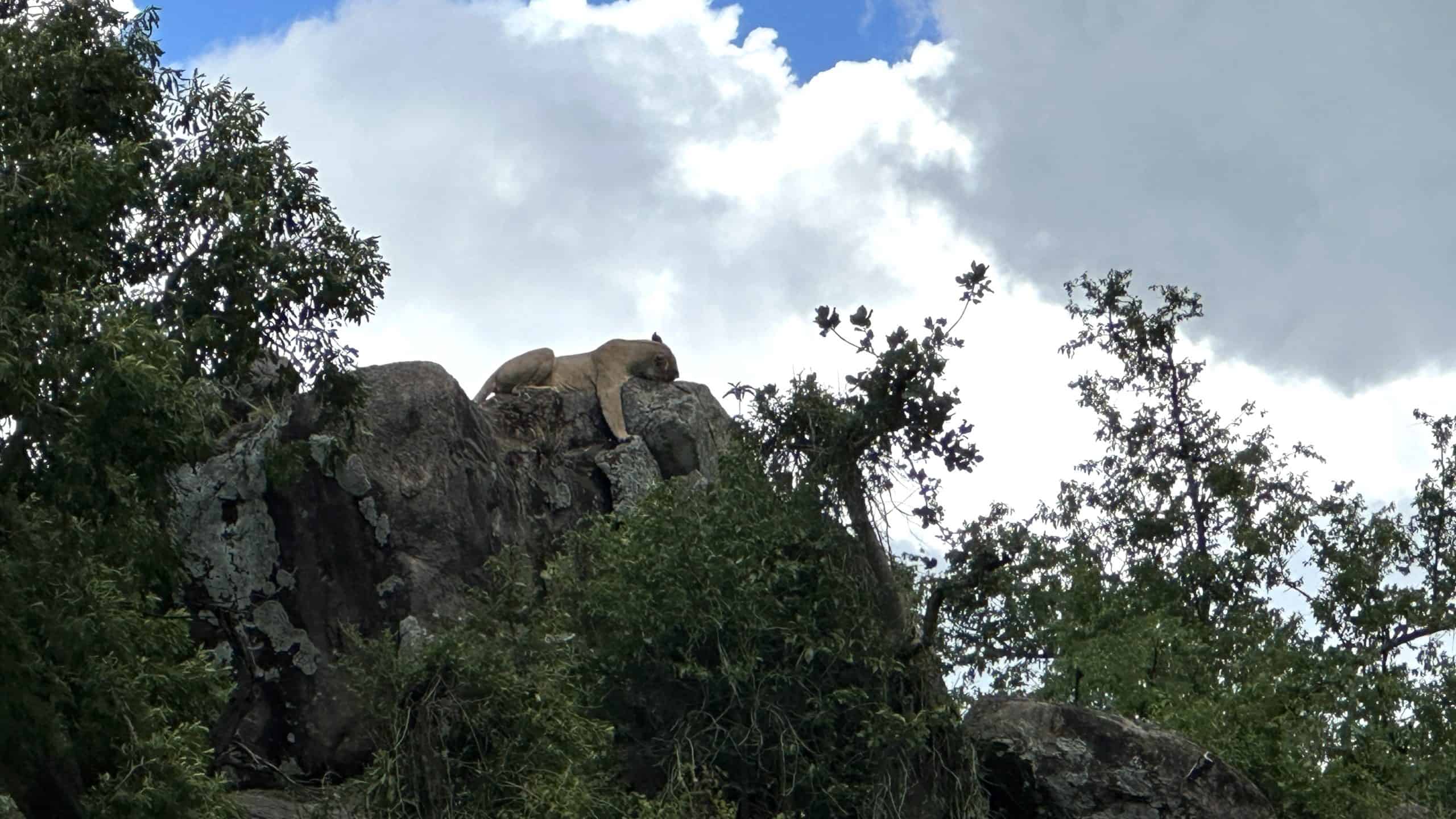 Lion sleeping up on a rock