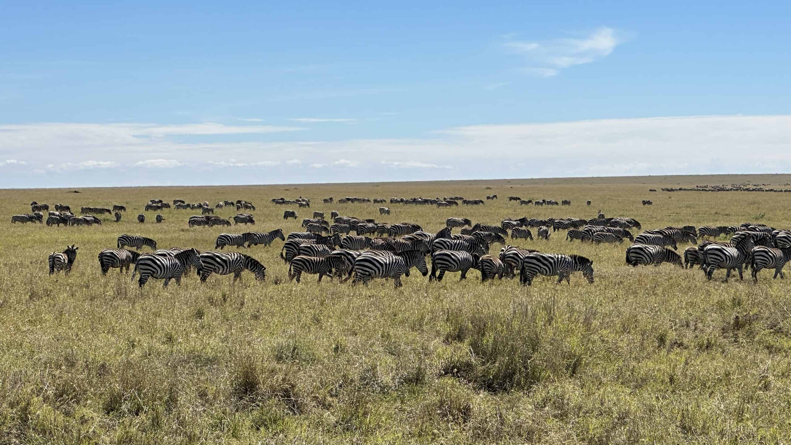 Large zebra herds