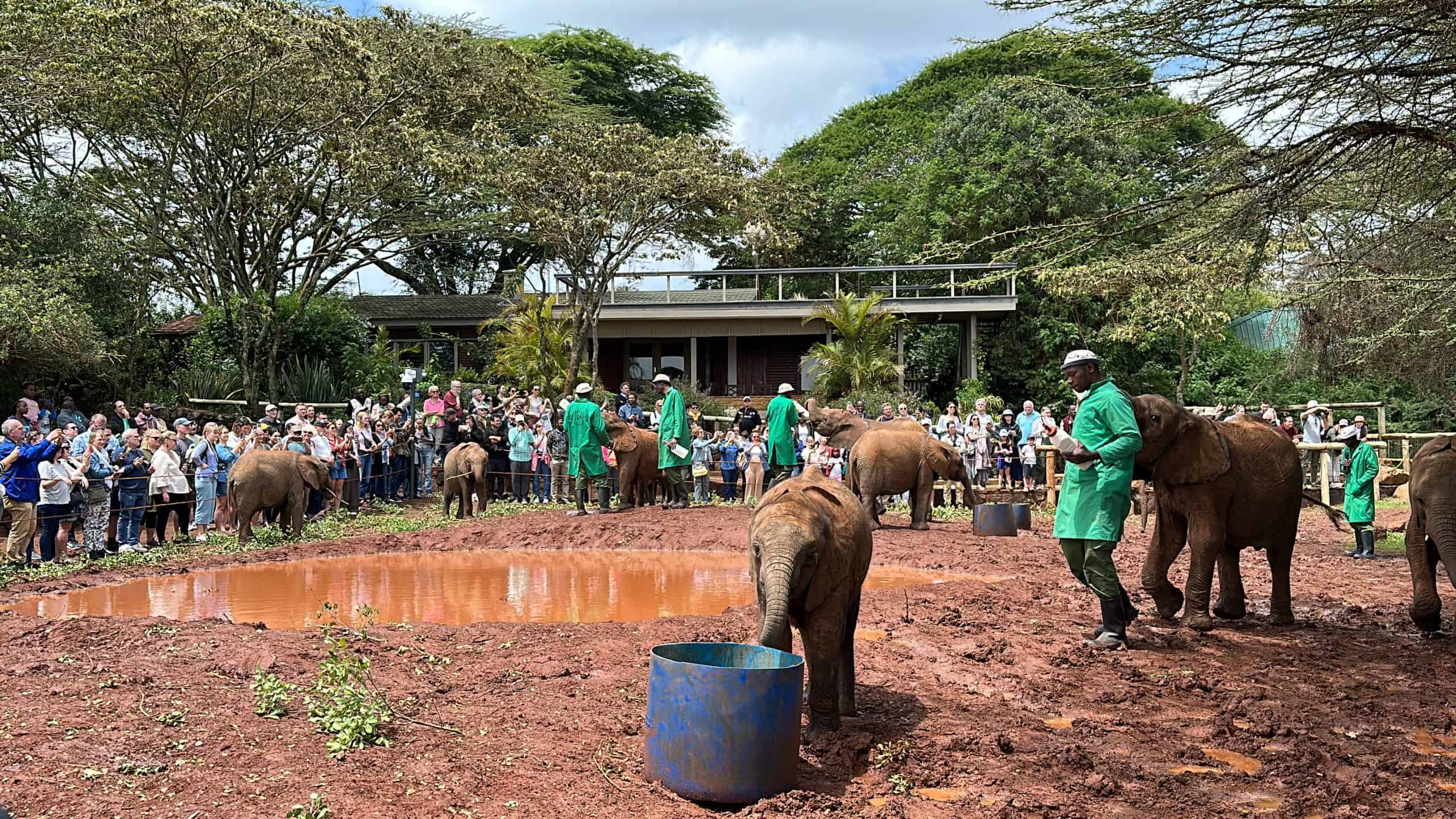 The demonstration area at the elephant orphanage Nairobi