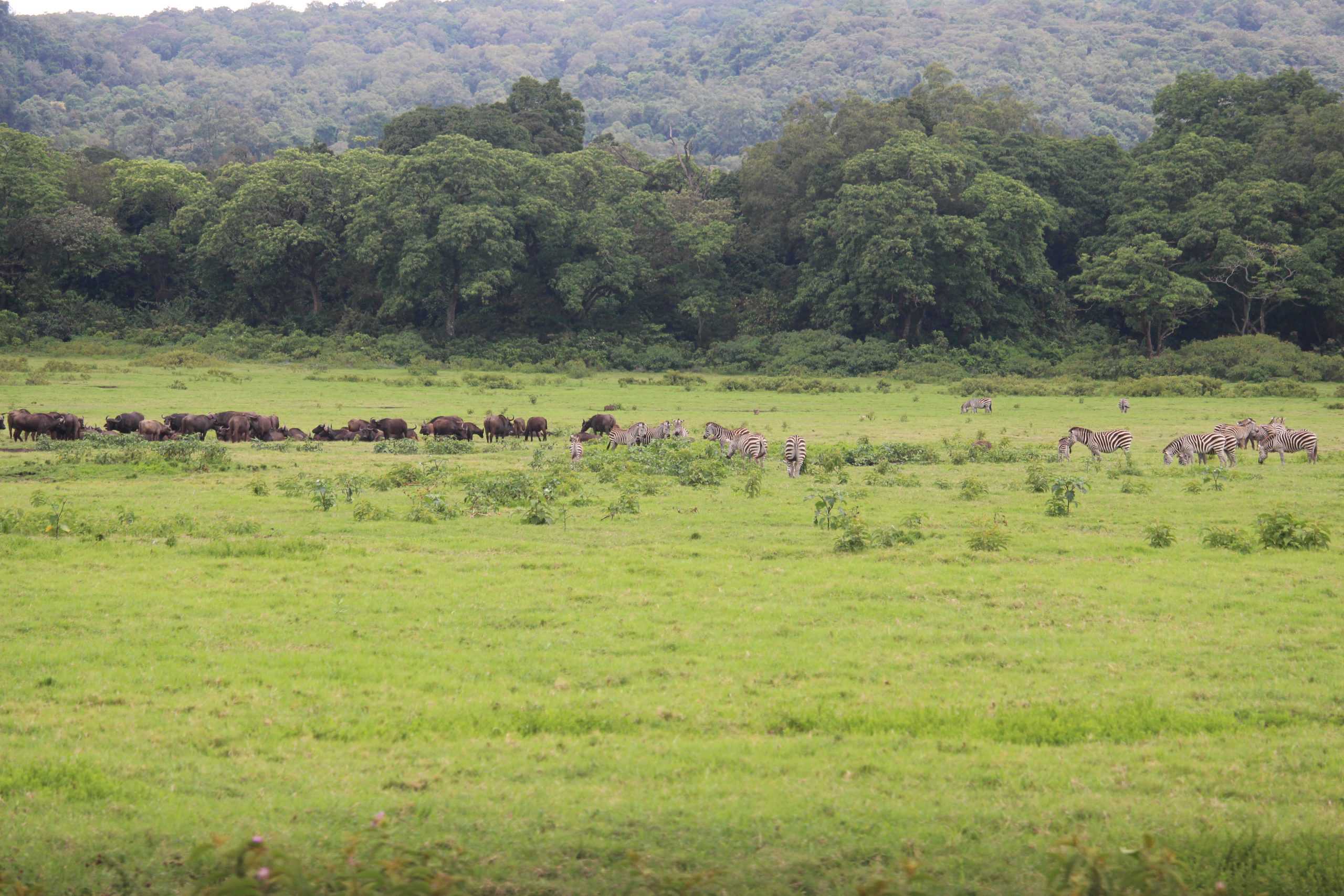 Vista in Arusha National Park
